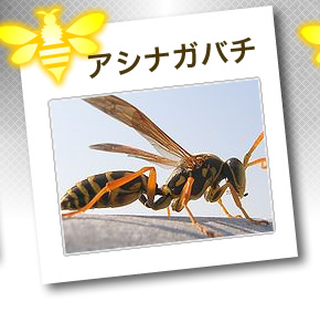 アシナガバチ