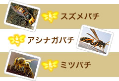 スズメバチ、アシナガバチ、ミツバチ